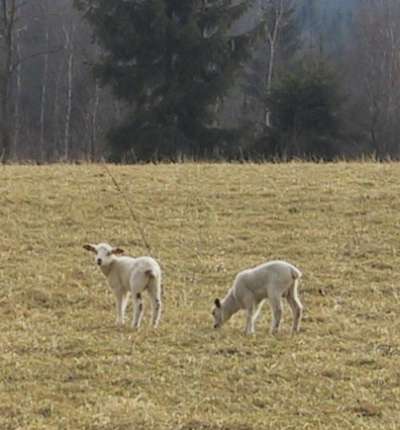 Lämmer auf der Weide