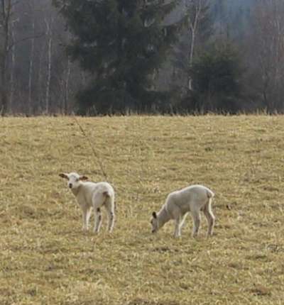 Lmmer auf der Weide